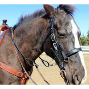 BuckBuster Bridle - Image 4