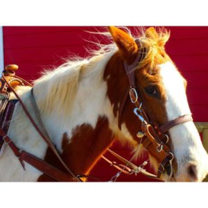 BuckBuster Bridle - Image 3